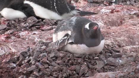 Pinguinos-Anidando-En-Georgia-Del-Sur