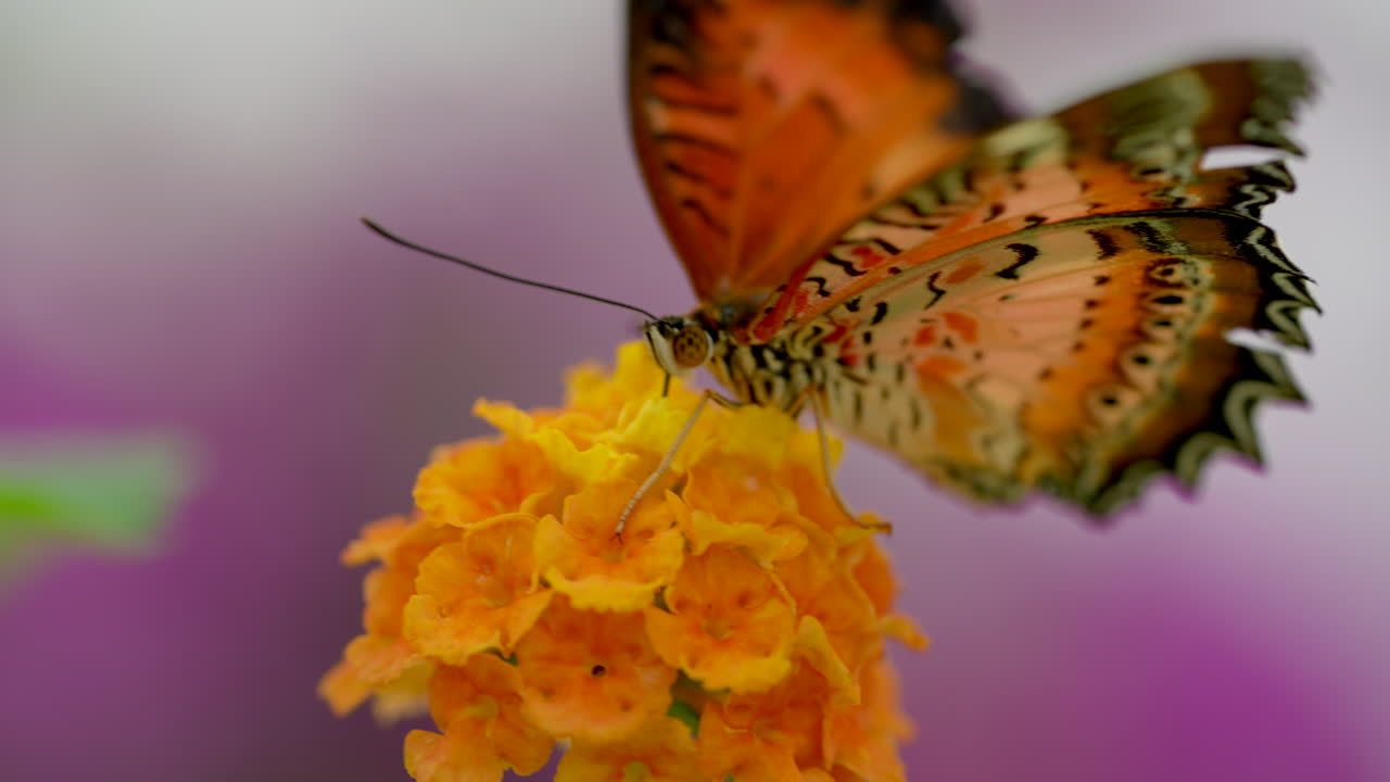 Cinematic macro shot of orange colored butterfly resting on blooming flower,4k - organic process in nature
