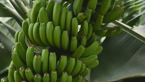 planta de banano con frutos de banano verde