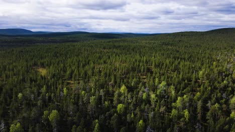 Bosques-De-Pinos-Boscosos-De-Kilsbergen-Woods-Scandivania