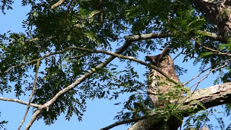 horned owl turning head 180