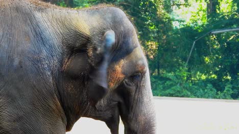elephant eating grass in the zoo closeup