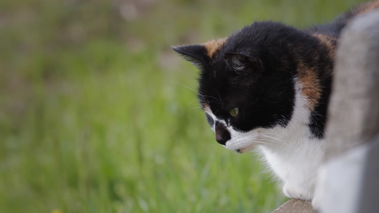 gato blanco con manchas negras y anaranjadas descansando en el jardín - de cerca