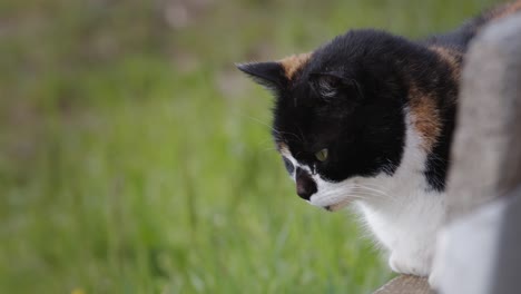 Gato-Blanco-Con-Manchas-Negras-Y-Naranjas-Descansando-En-El-Jardín---Cerrar