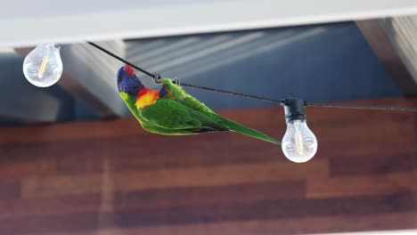 lorikeet interacting with string lights in gold coast