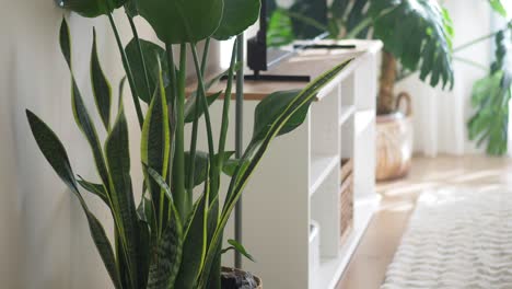 stylish living room with plants