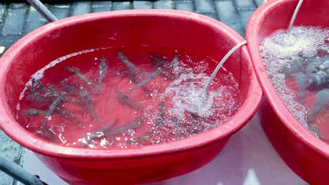 shrimp in aerated buckets at hong kong market