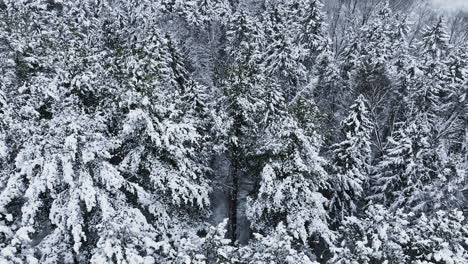 A-forest-landscape,-filmed-from-above-by-a-drone,-reveals-the-aftermath-of-a-significant-blizzard-in-the-Midwest