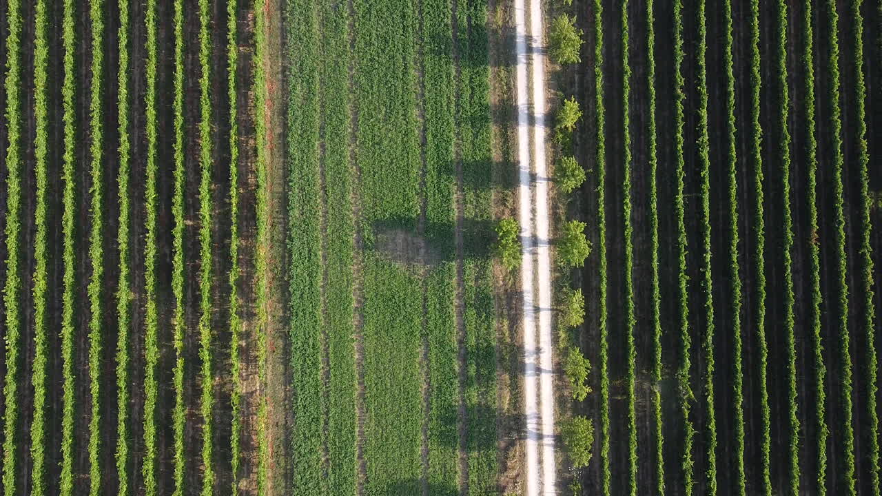 reveladora vista aérea de un viñedo de forma perfecta en la zona de chianti de frescobaldi