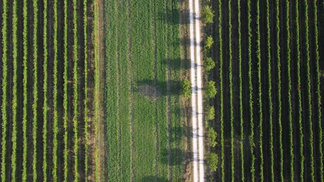 Reveladora-Vista-Aérea-De-Un-Viñedo-De-Forma-Perfecta-En-La-Zona-De-Chianti-De-Frescobaldi