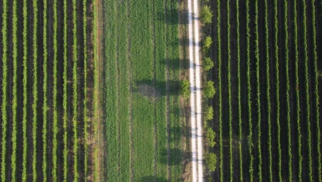revealing aerial view of a perfectly shaped vineyard on the chianti area of frescobaldi