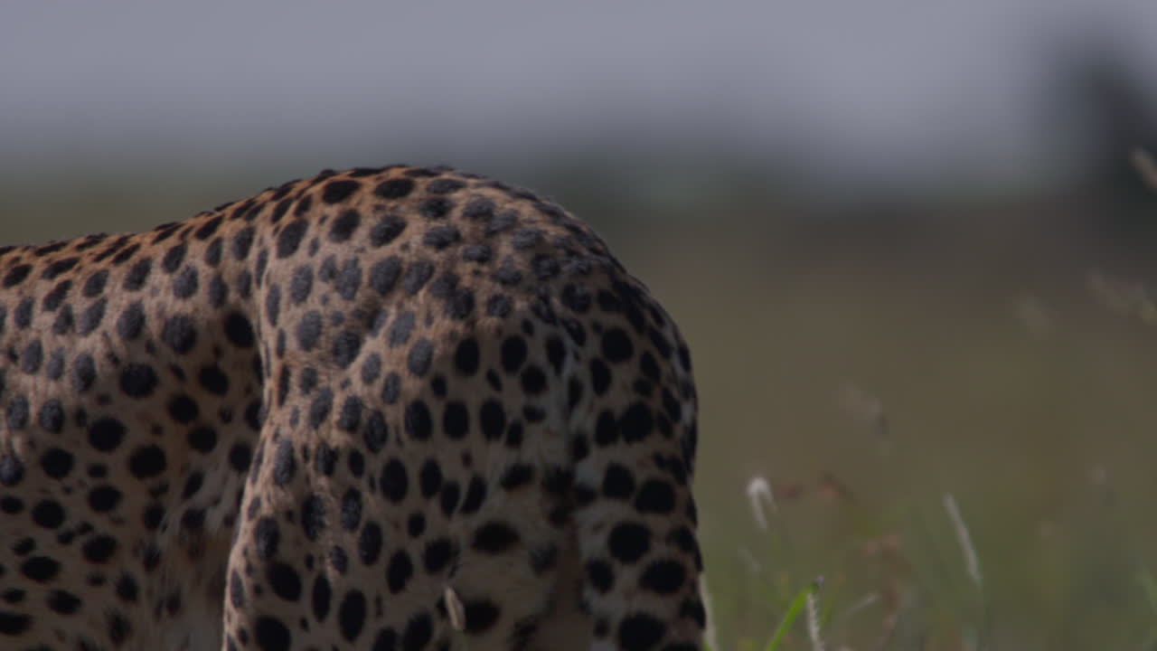 Primo piano di un ghepardo selvaggio che cammina nella savana africana.