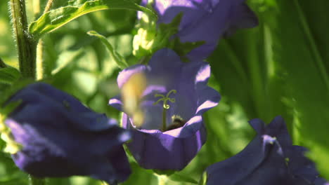 紫色のベルの花にミツバチ