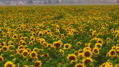 vast sunflower field in the morning mist