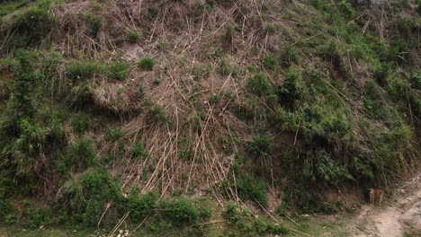 Bamboo-tree-trunks-fallen-on-slope-of-hill,-deforestation-climate-change-concept
