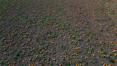 agricultural field with ripe gourds during harvest season