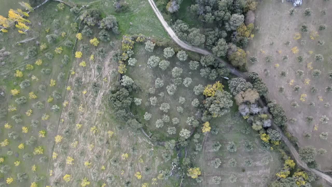 많은 노란색 과일 나무가 길로 나어져 있는 작물 들 을 내려다보는 비행