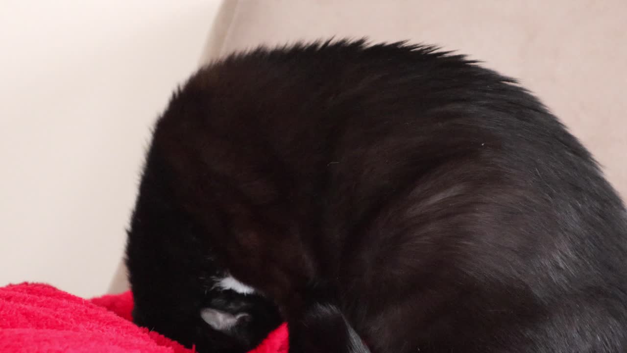 고양이 위생 - 귀여운 바이컬러 고양이가 발을 핥습니다 - 클로즈업