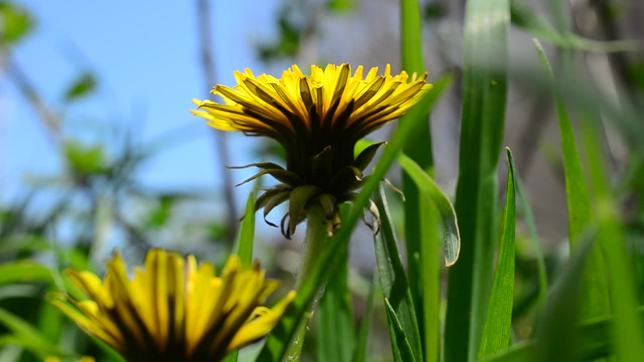 Scatto in primavera. Denti di leone tra l'erba.