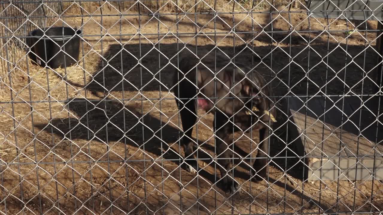 Perro mestizo de tamaño mediano con pelaje negro y fuego de pie sobre hierba seca, atado con una cadena cerca de un muro de piedra rústico bajo la cálida luz del sol