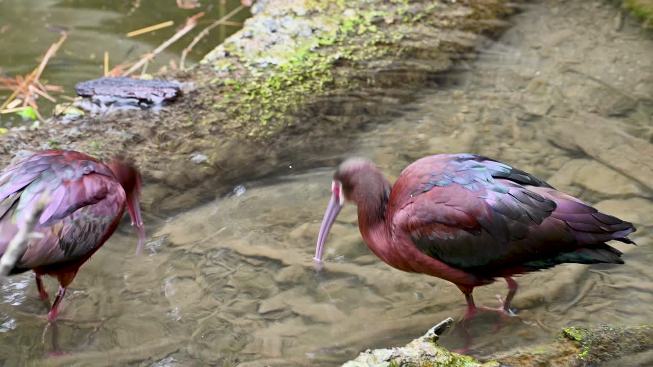 ibises vadeando en aguas poco profundas sumergiendo cabezas y comiendo