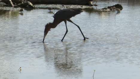 Reddish-Egret-dark-phase,-running-around-in-pond-to-catch-fish,-Carribean,-Bonaire