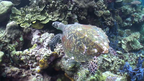 la tortuga falcón nada sobre un arrecife de coral saludable cubierto de corales duros y blandos y algunas esponjas