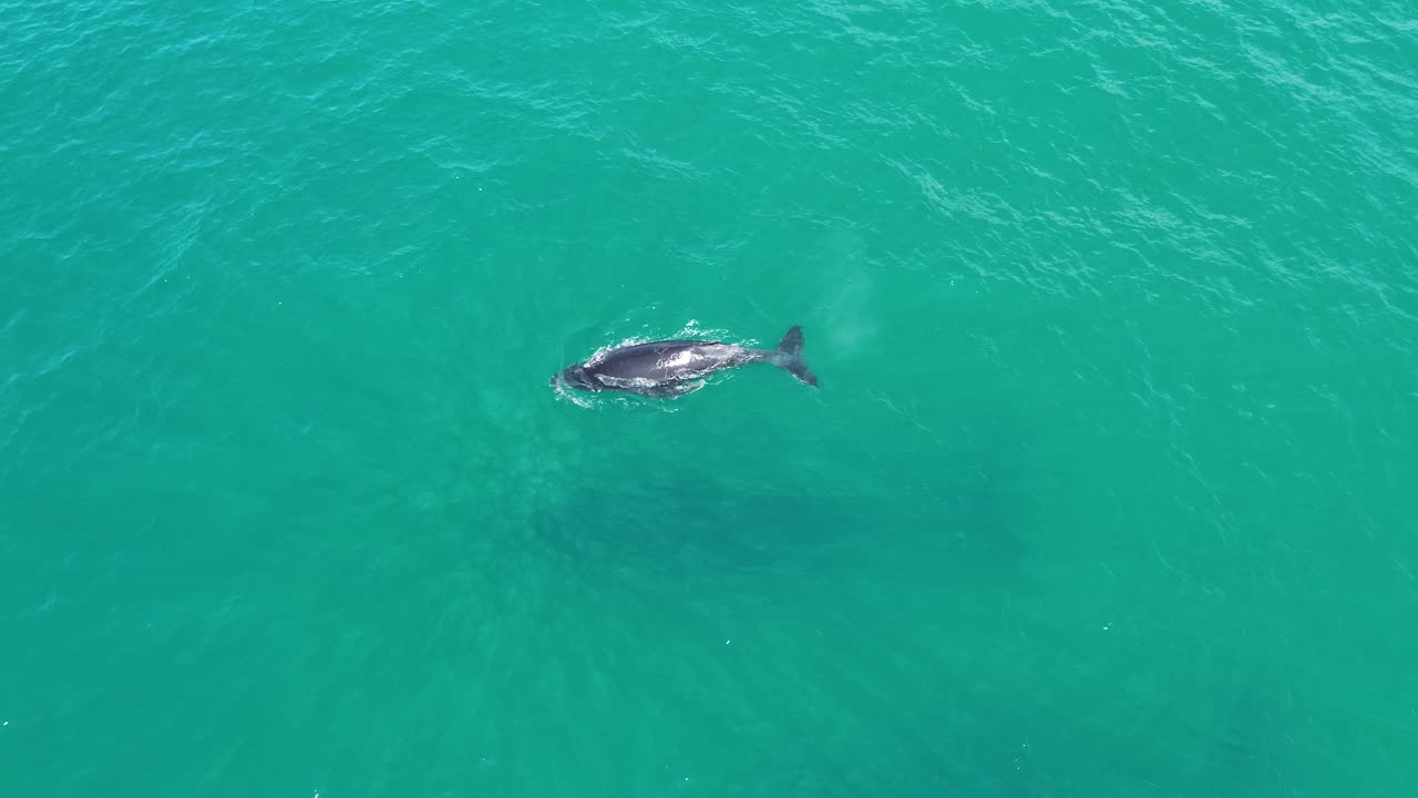 A beautiful aerial view of a mother whale and her calf surfacing in the waters of Noosa National Park, Queensland, showcasing their graceful movements.