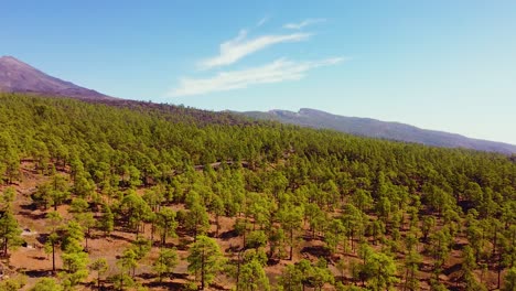 paisaje forestal de la isla de tenerife con el enorme volcán del teide en el horizonte, vista panorámica aérea izquierda