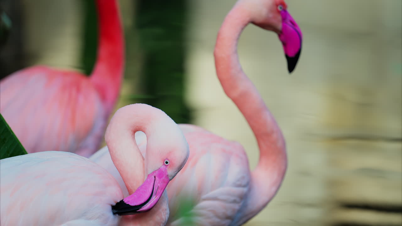Close up of beautiful, pink flamingos standing in water at a zoo