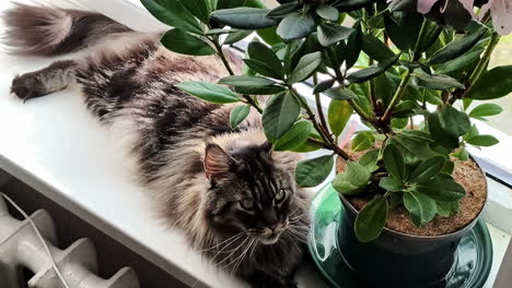 a maine coon cat lying underneath rhododendron plant in jelgava, latvia