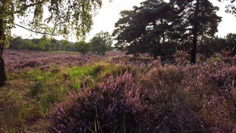 closeup of purple blooming heather in national park de meinweg, netherlands - 4k60p