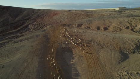 Desert-Landscape-Aerial-View-with-Sheep-and-Goat-Herd-at-Sunset