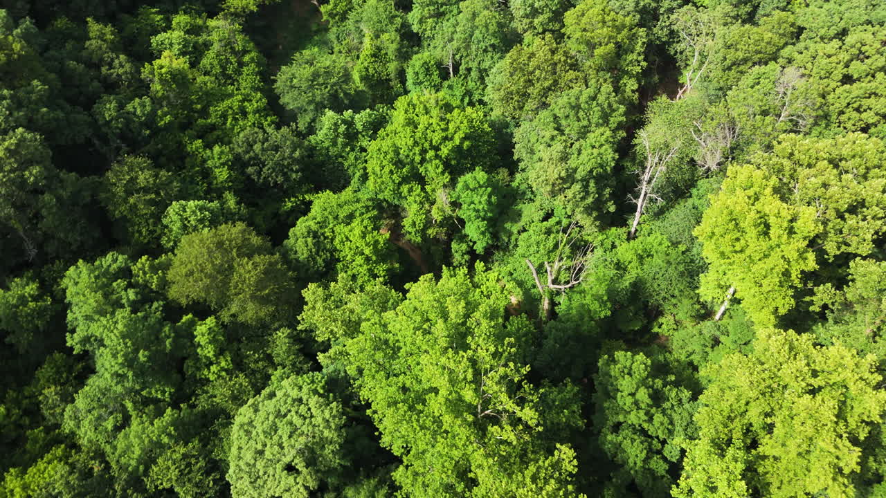 Deciduous Forest In Siloam Springs, Arkansas, United States - Drone Orbiting