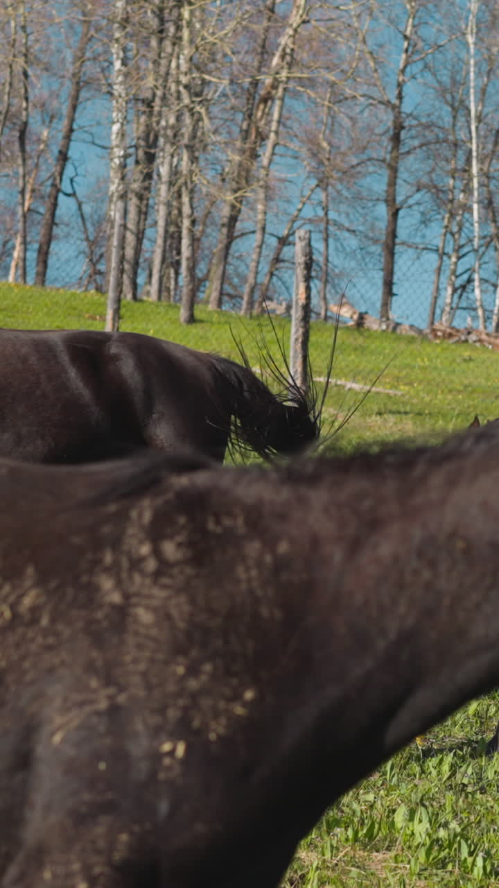 Buckeye horses and small foal graze freely on juicy grass at wild pastureland slow motion. Equine animals group on filed near bare birch wood in autumn