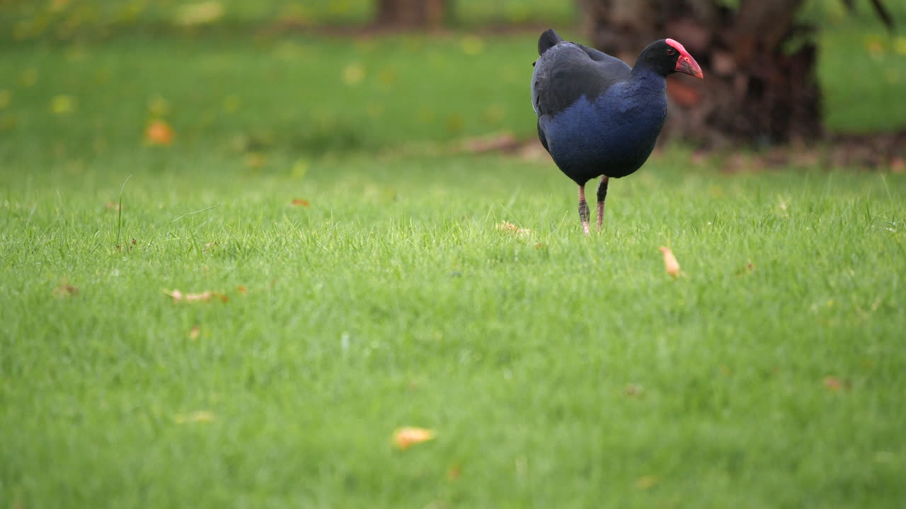 먹이를 찾는 호주 새