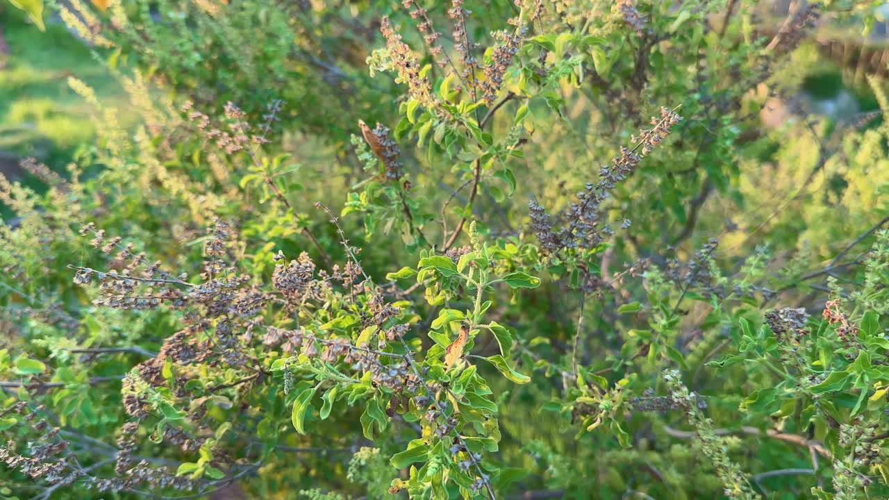 A spin around shot of a Tulsi also called holy basil plant in the garden