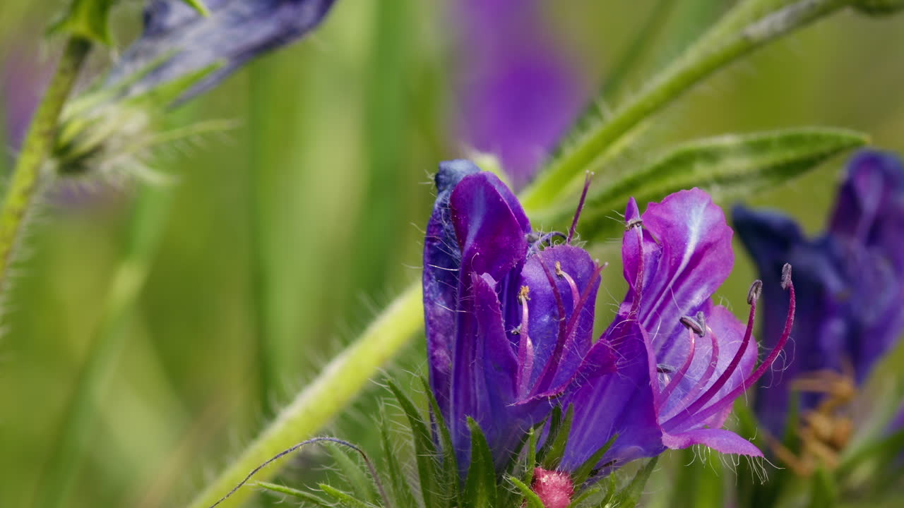 Honey bee (family Apidae) flying away from purple viper's bugloss flower (Echium plantagineum) in summer. Insect pollinator out looking for nectar.