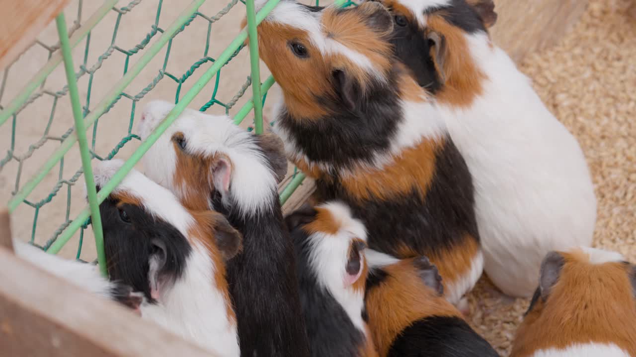 금속 케이지 철조망 근처에서 음식을 기다리는 기니피그 줄 또는 그룹