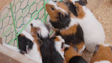 line or group of guinea pigs waiting for the food near the metal cage wire fence