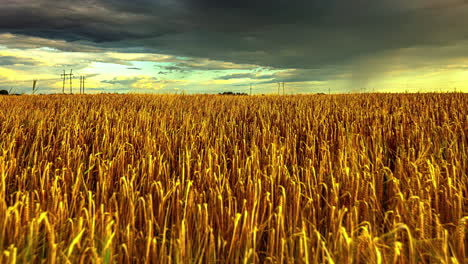 Eine-Aufnahme-Eines-Sanften-Windes,-Der-über-Goldene-Feldfrüchte-Weht,-Und-Eines-Ruhigen-Himmels-Mit-Windscherung