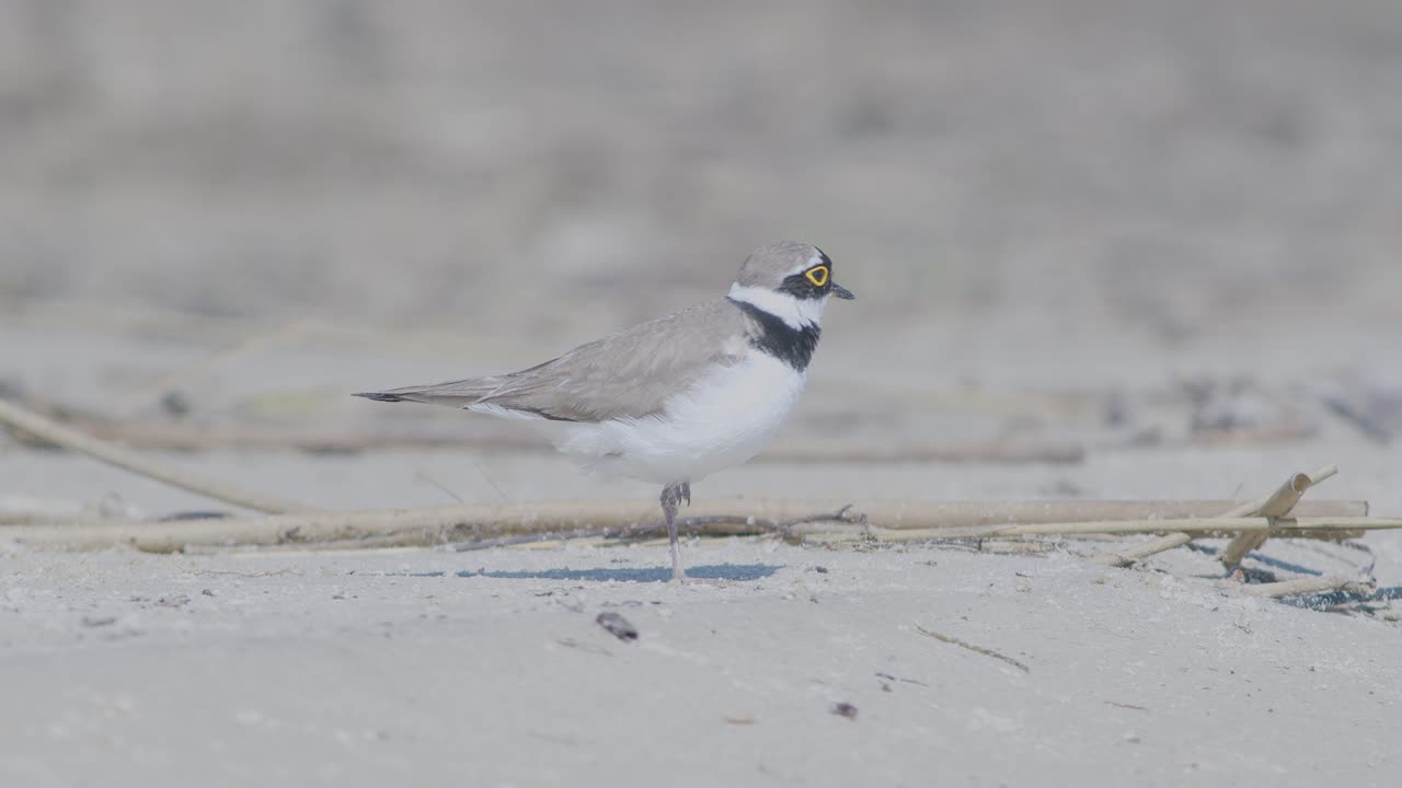 바 ⁇ 가에서 먹이를 찾고, 먹고, 달리고 있는 작은 반지  ⁇ 새