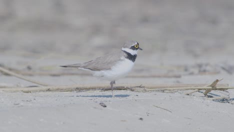 Little-ringed-plover-wader-bird-at-sea-shore-looking-for-food,-eating,-running