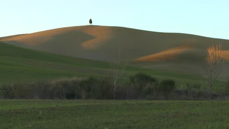 Ein-Einsamer-Baum-Steht-Auf-Einem-Sehr-Weit-Entfernten-Hügel-Inmitten-Grüner-Felder-In-Der-Toskana-Italien,-Was-Auf-Unabhängigkeit-Hindeutet