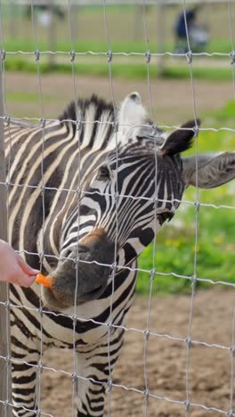 chapman's zebra looks through fence at animal park enclosure in closeup, vertical