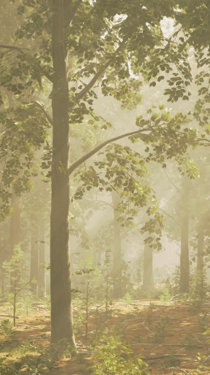 Sunlight filters through trees in a serene forest landscape in early morning