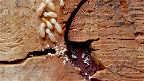 4k close up shot, macro white ants or termites on decomposing wood. as an enemy of wooden houses as well.