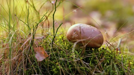 mushrooms champignon in a sunny forest.