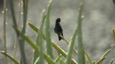 Hermoso-Colibrí-De-Zafiro-Brillante-Se-Sienta-En-El-Aloe-Vera---Una-Toma-En-Cámara-Lenta