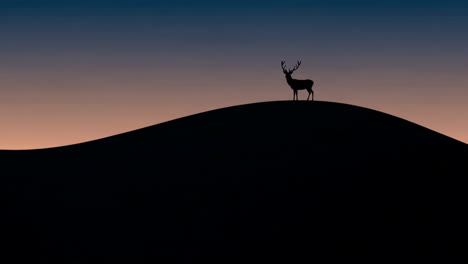 silhouette of a stag on a hill at sunset